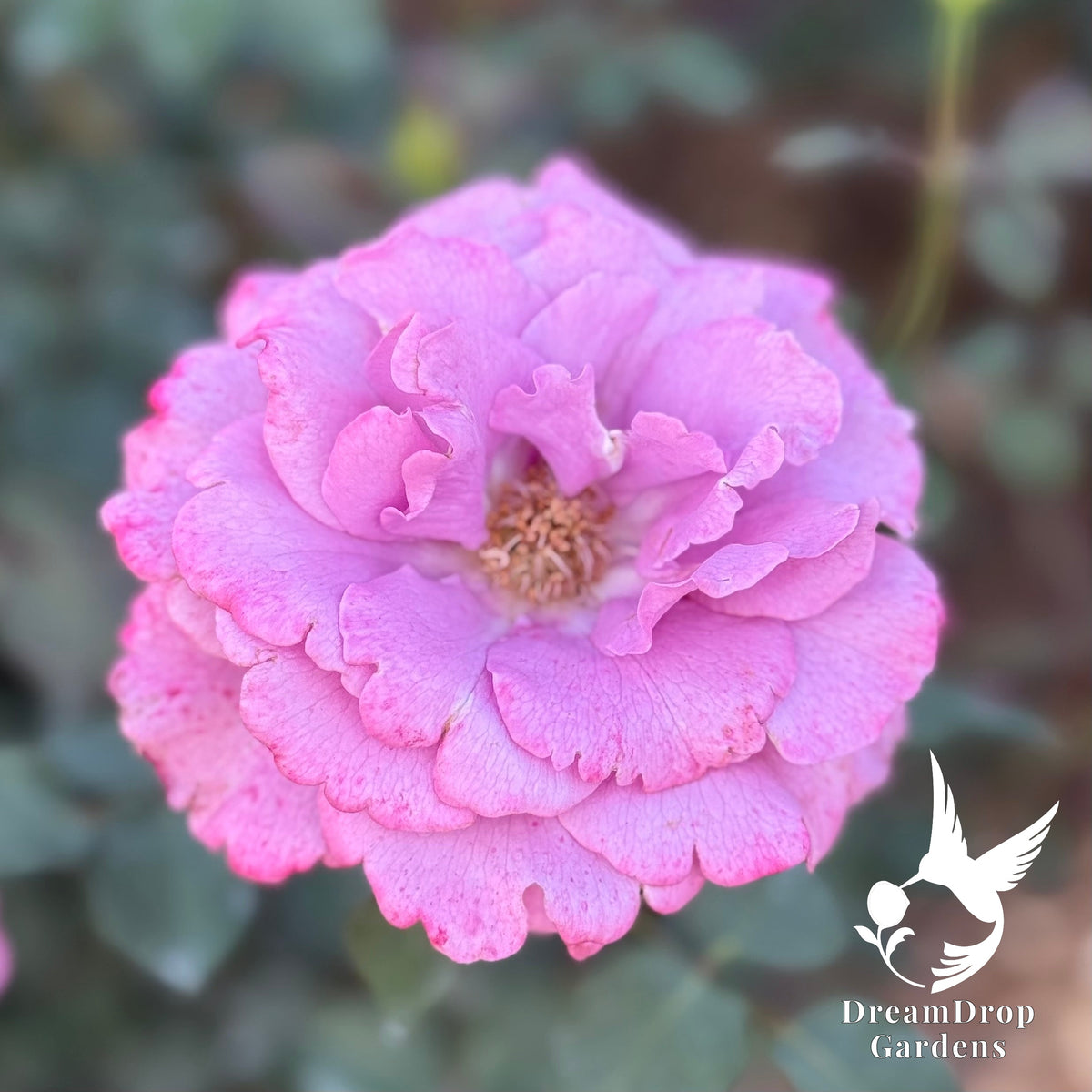 Rose - Angel Face — DreamDrop Gardens photo 8