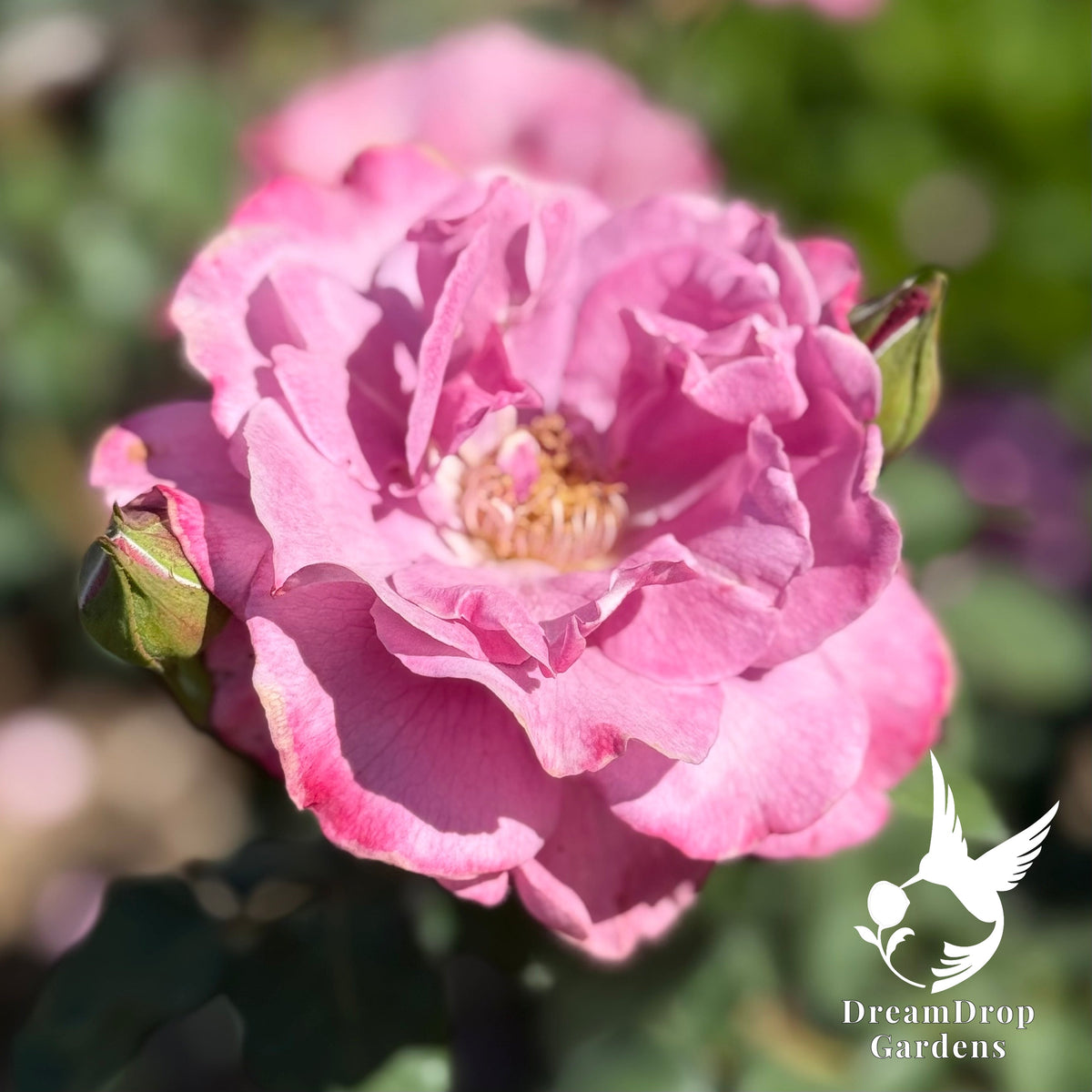 Rose - Angel Face — DreamDrop Gardens photo 9