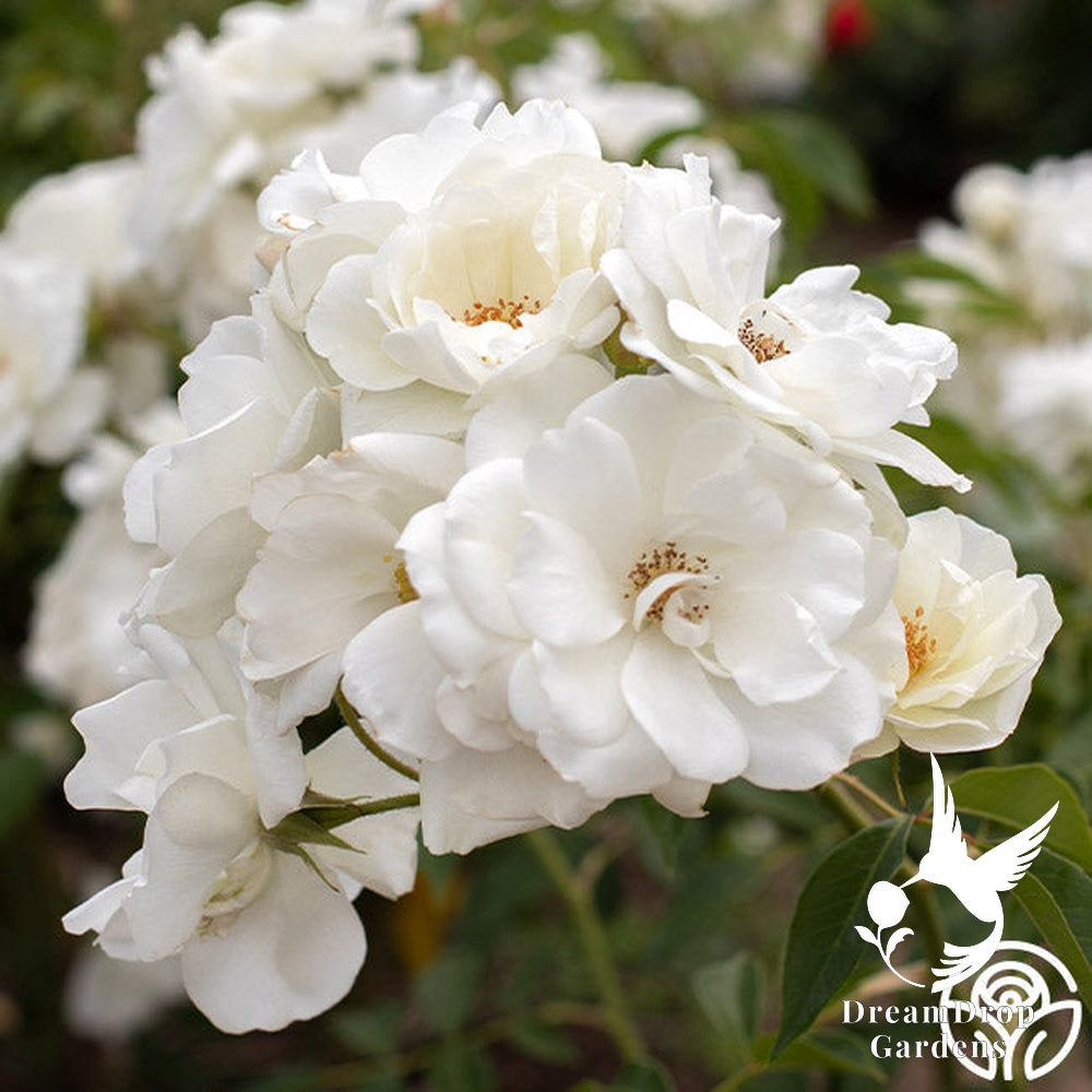 Rose - Iceberg — DreamDrop Gardens photo 10