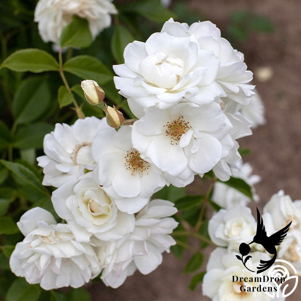 Rose - Iceberg — DreamDrop Gardens photo 11
