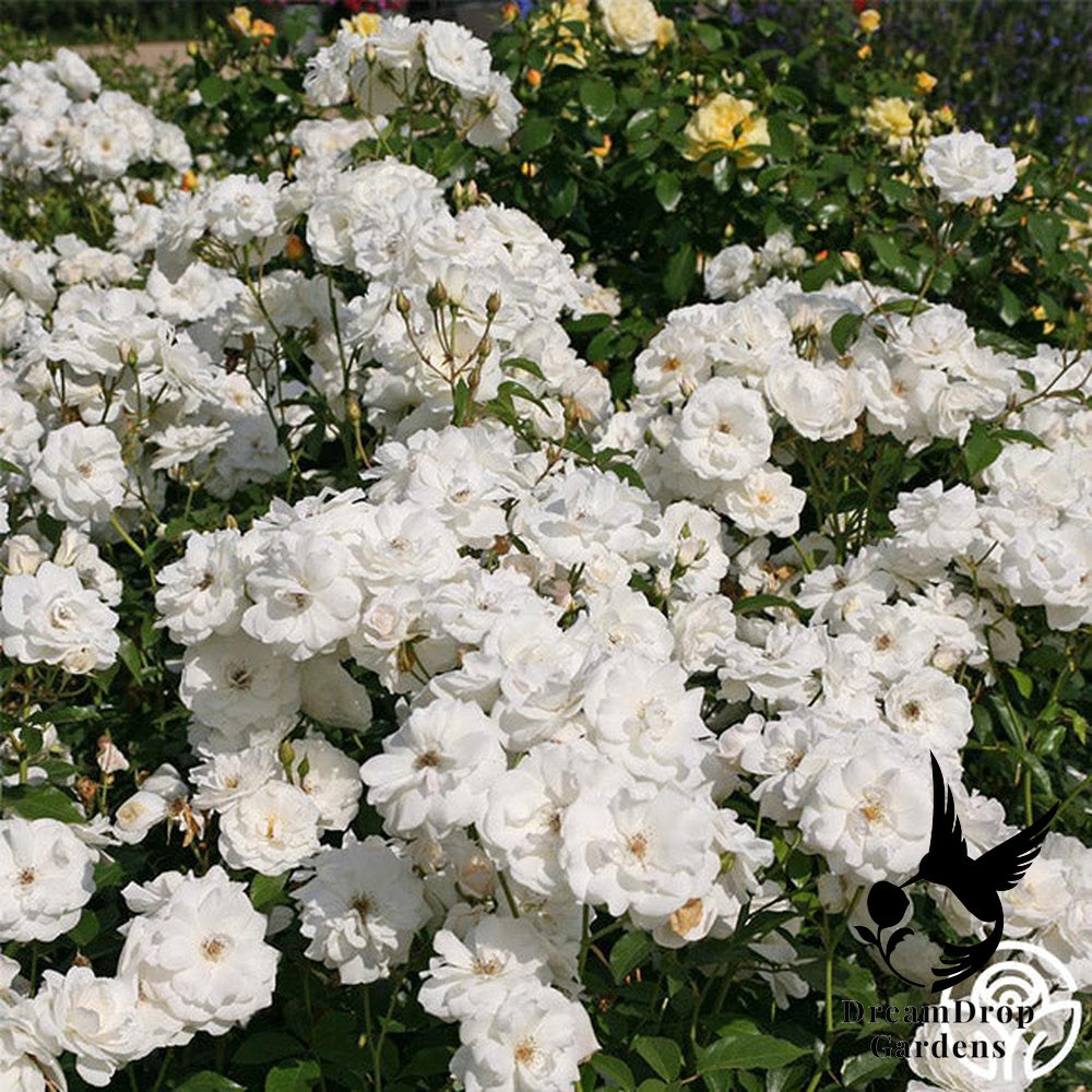 Rose - Iceberg — DreamDrop Gardens photo 12
