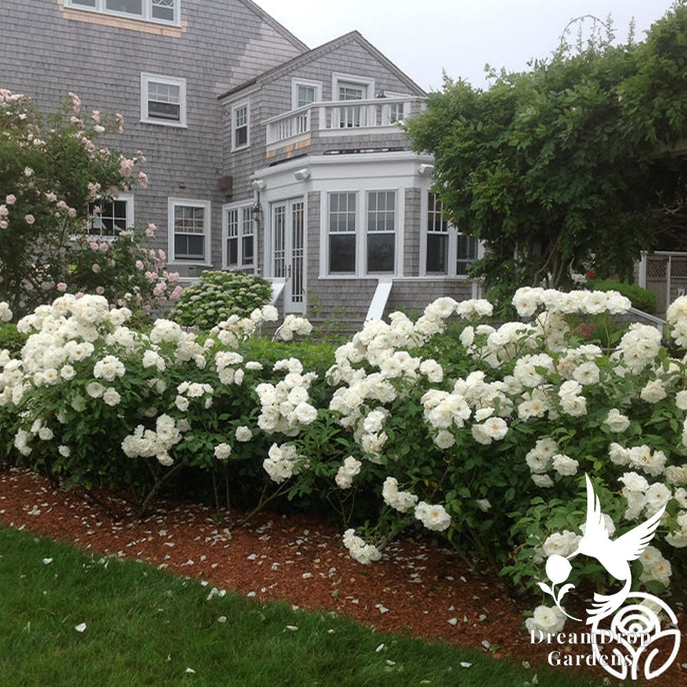 Rose - Iceberg — DreamDrop Gardens photo 13