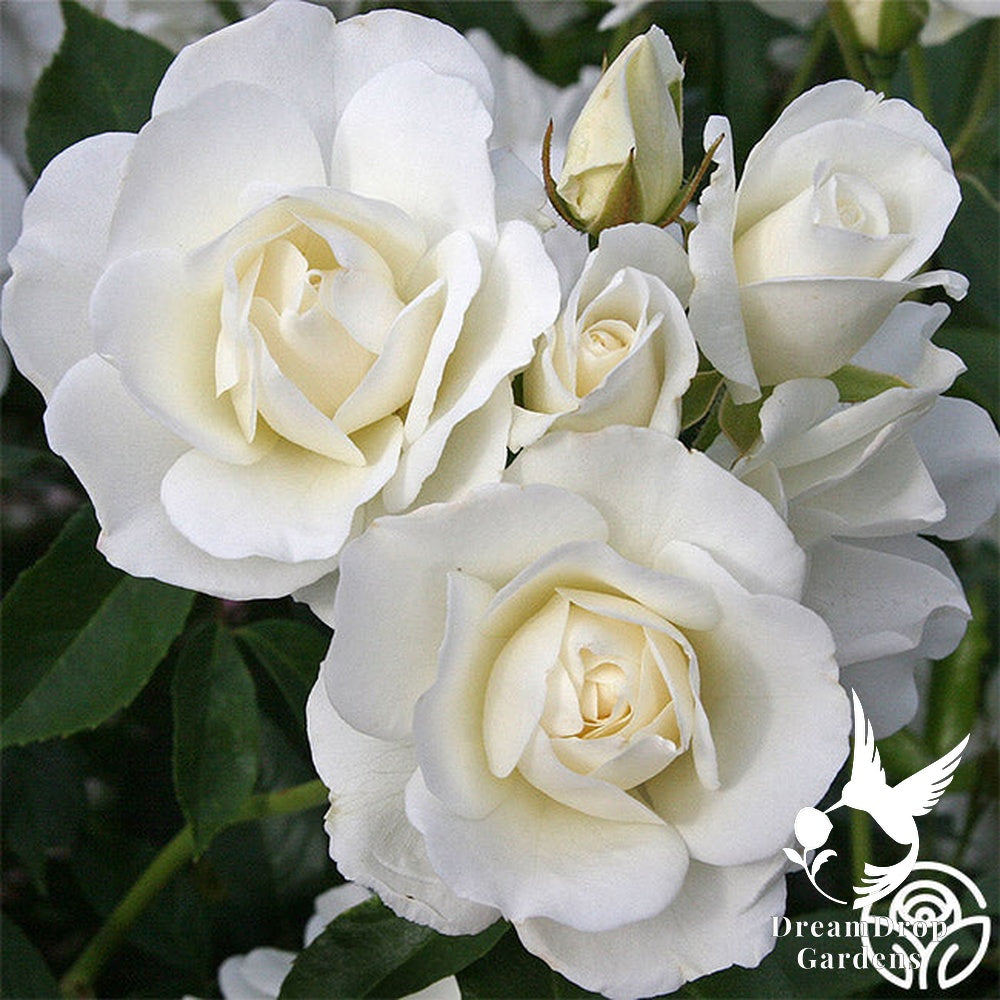 Rose - Iceberg — DreamDrop Gardens photo 14