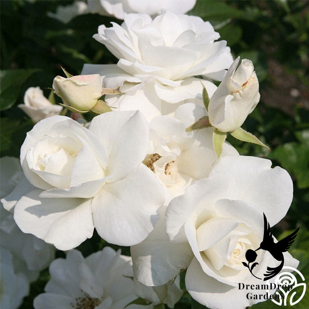 Rose - Iceberg — DreamDrop Gardens photo 15