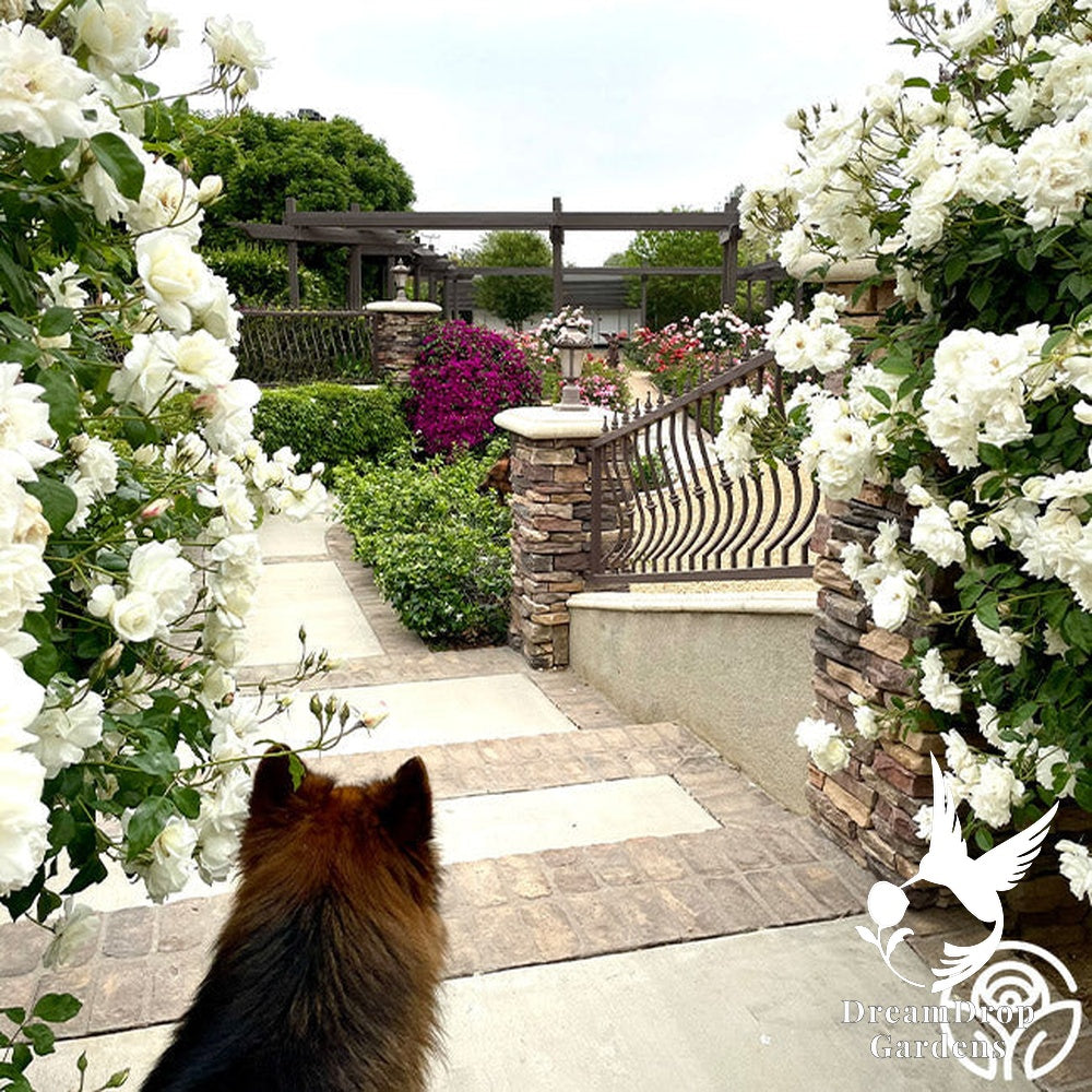 Rose - Iceberg — DreamDrop Gardens photo 16