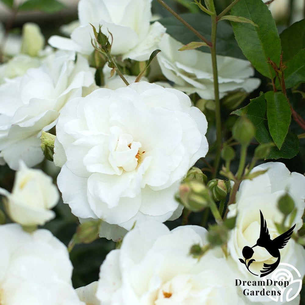 Rose - Iceberg — DreamDrop Gardens photo 17