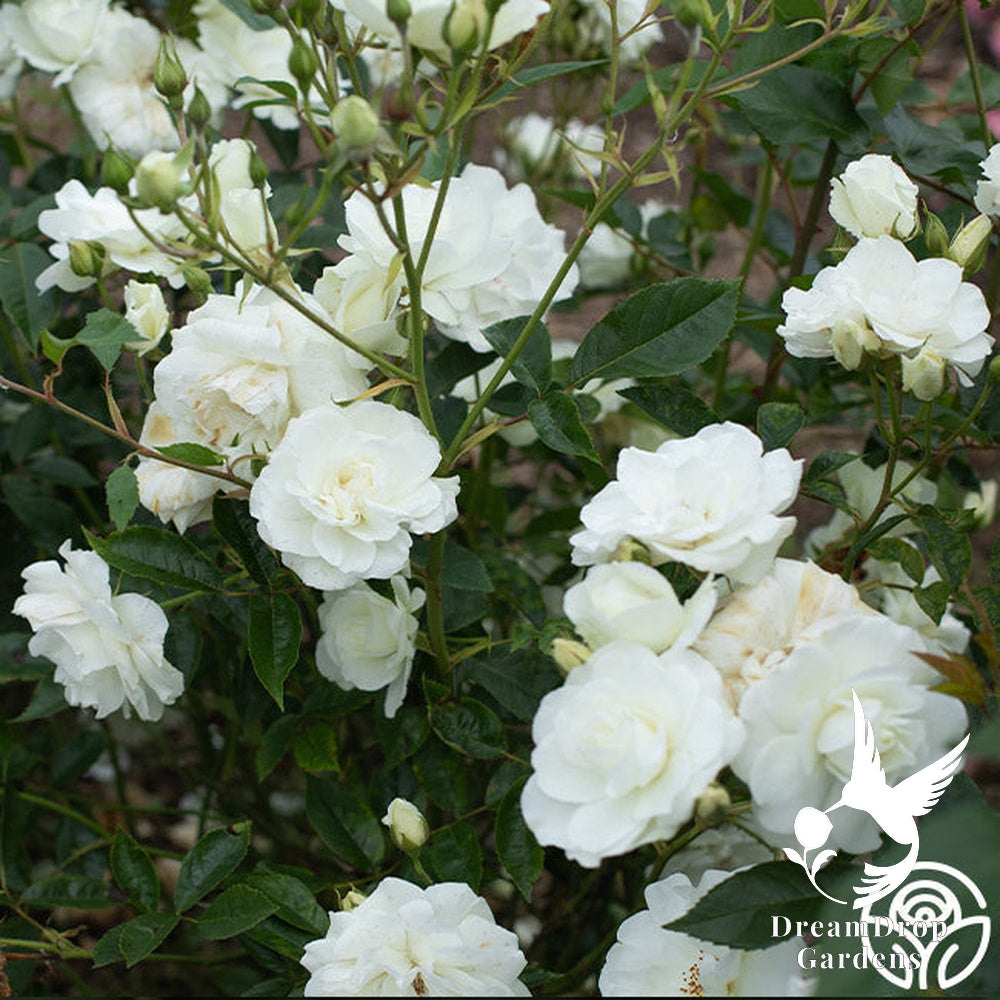 Rose - Iceberg — DreamDrop Gardens photo 18