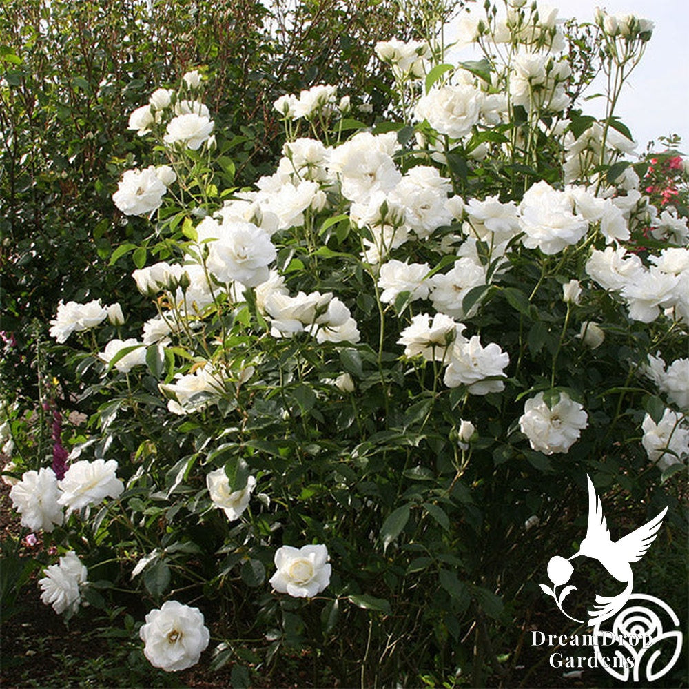 Rose - Iceberg — DreamDrop Gardens photo 19