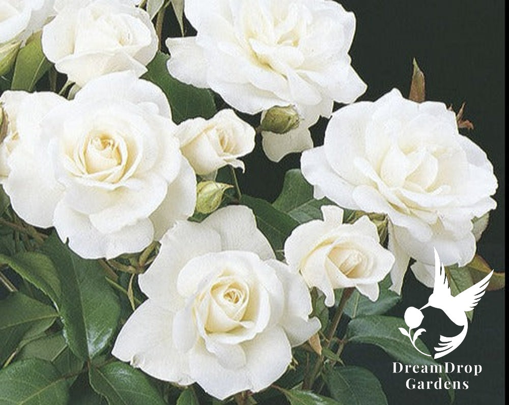 Rose - Iceberg — DreamDrop Gardens photo 1
