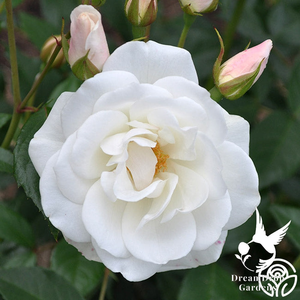 Rose - Iceberg — DreamDrop Gardens photo 20