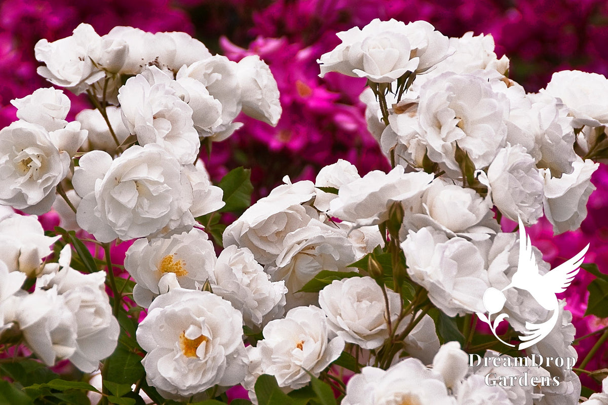Rose - Iceberg — DreamDrop Gardens photo 21
