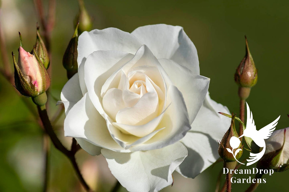 Rose - Iceberg — DreamDrop Gardens photo 22