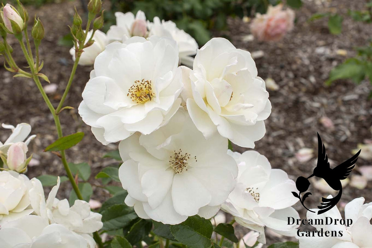 Rose - Iceberg — DreamDrop Gardens photo 23