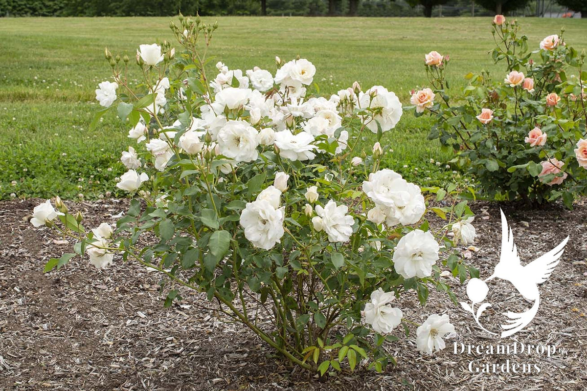 Rose - Iceberg — DreamDrop Gardens photo 24