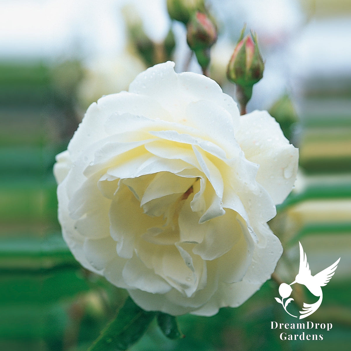 Rose - Iceberg — DreamDrop Gardens photo 2