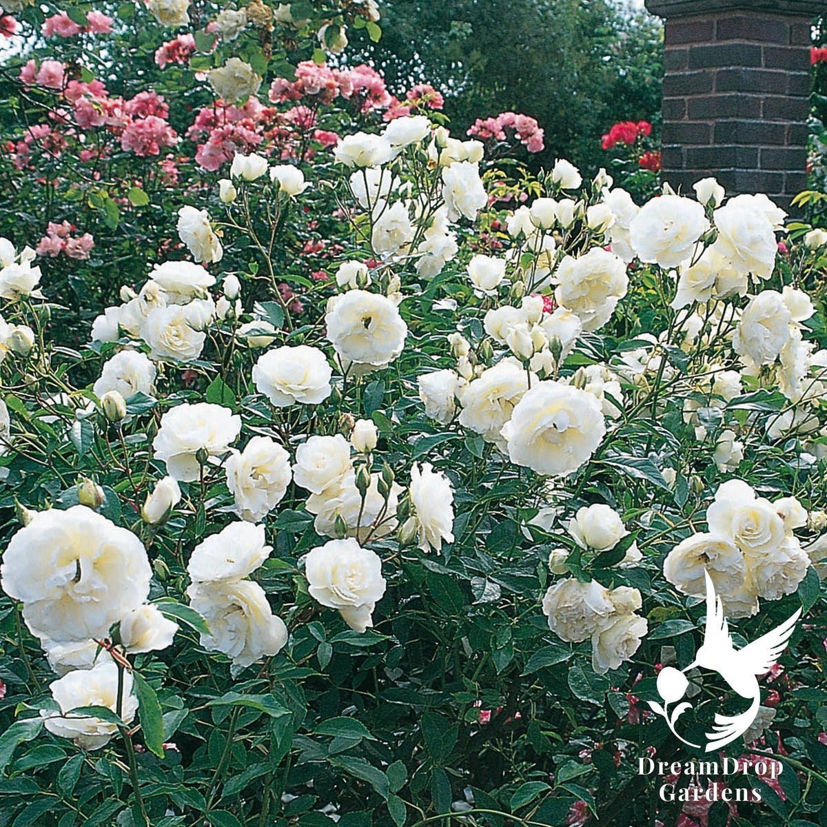 Rose - Iceberg — DreamDrop Gardens photo 3