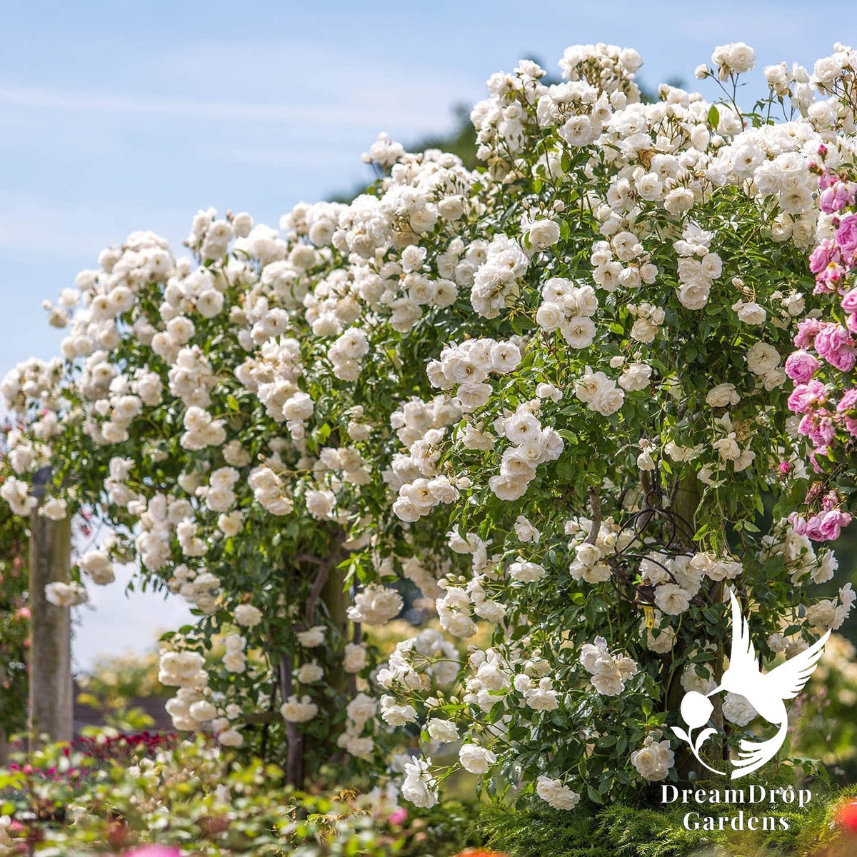 Rose - Iceberg — DreamDrop Gardens photo 4