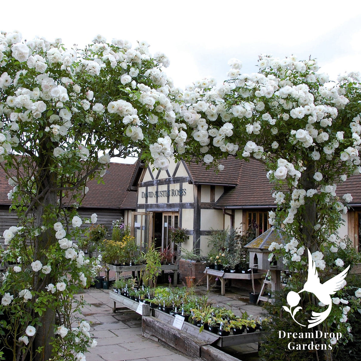 Rose - Iceberg — DreamDrop Gardens photo 5