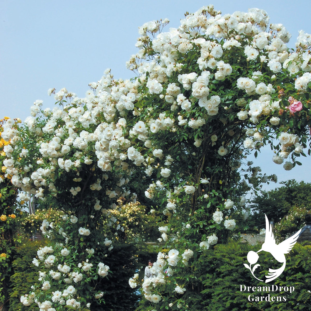 Rose - Iceberg — DreamDrop Gardens photo 6