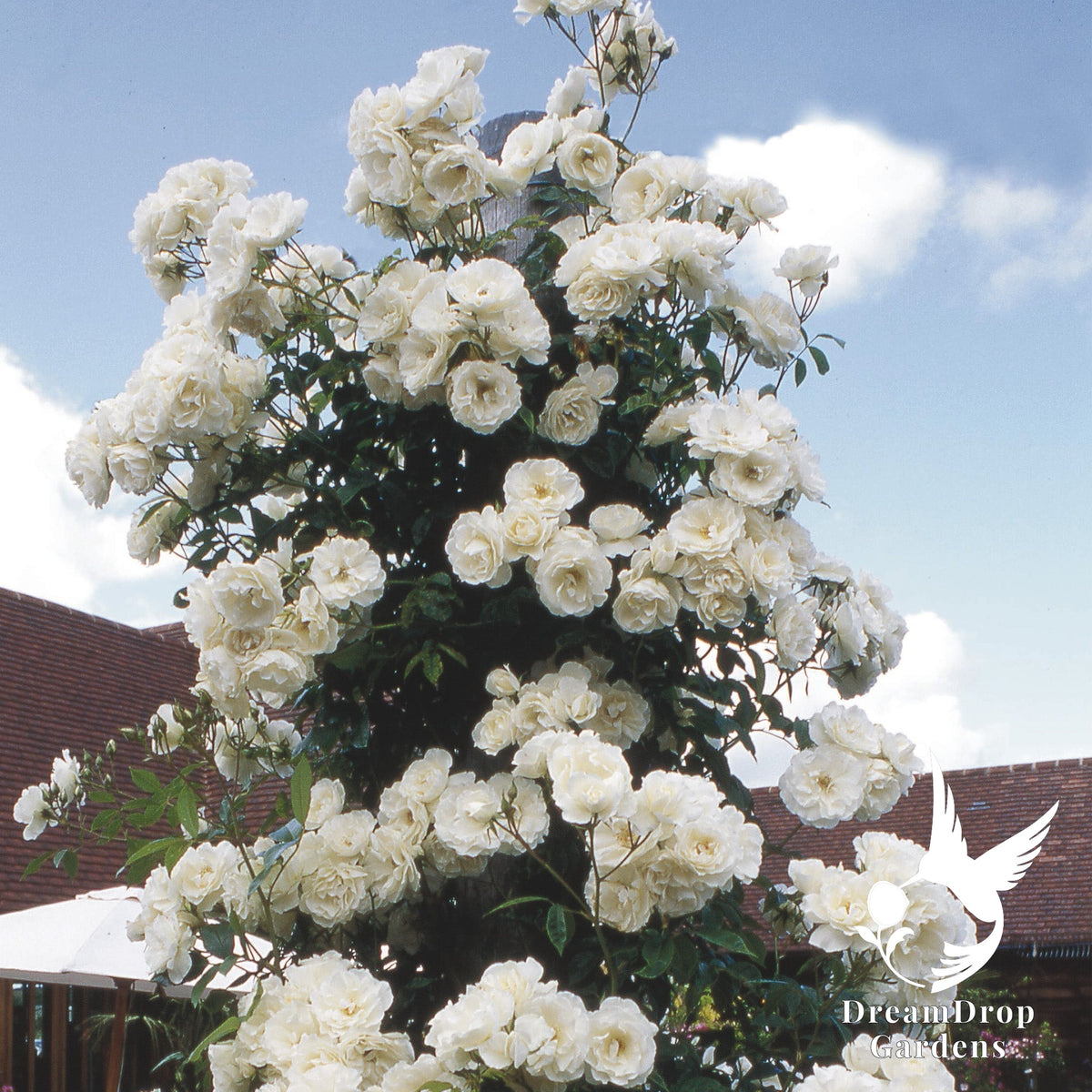 Rose - Iceberg — DreamDrop Gardens photo 7
