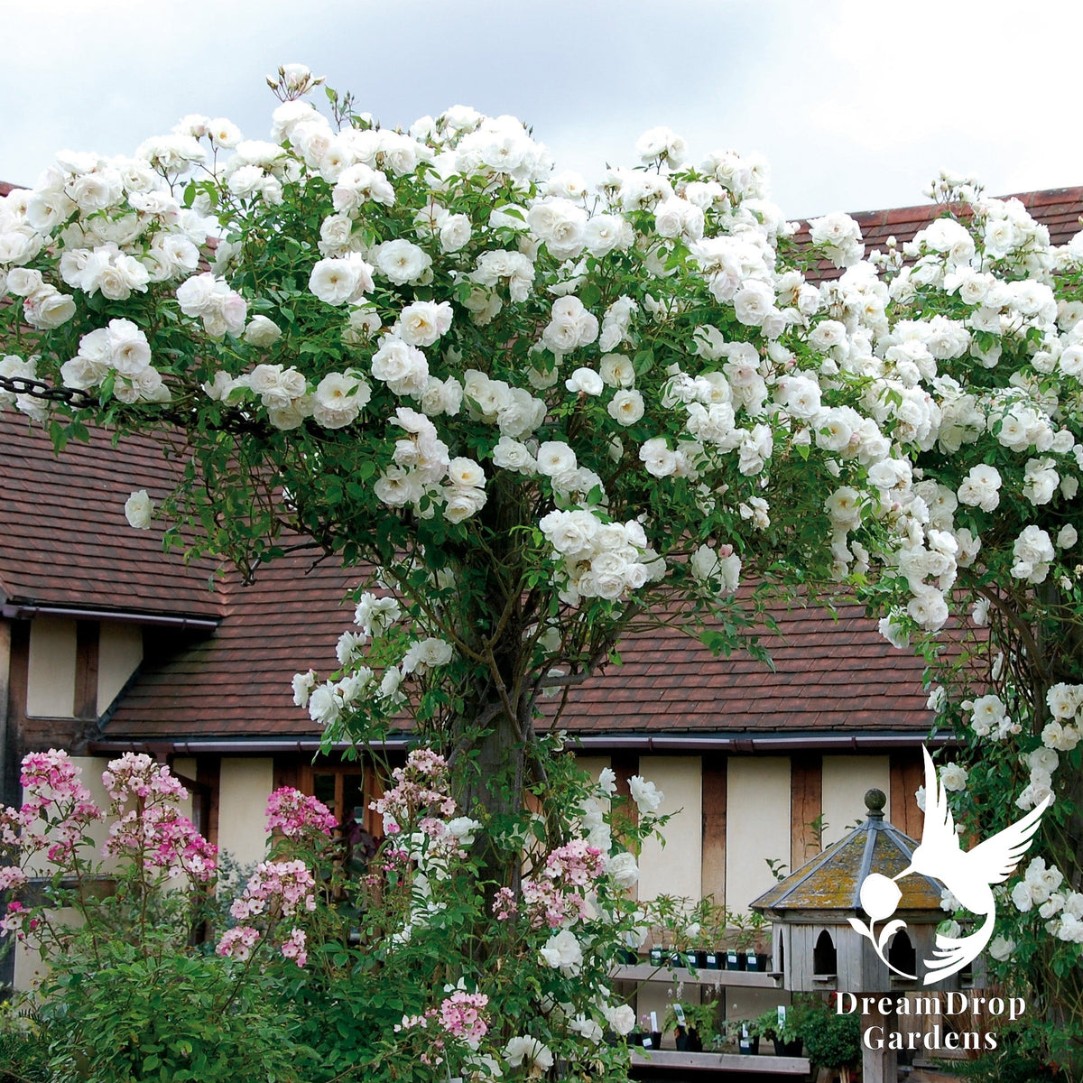Rose - Iceberg — DreamDrop Gardens photo 8