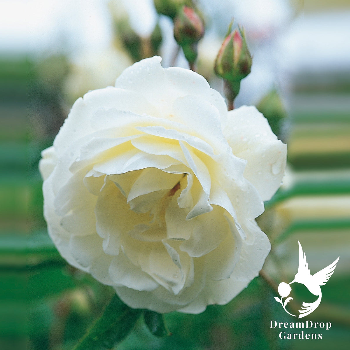 Rose - Iceberg — DreamDrop Gardens photo 9