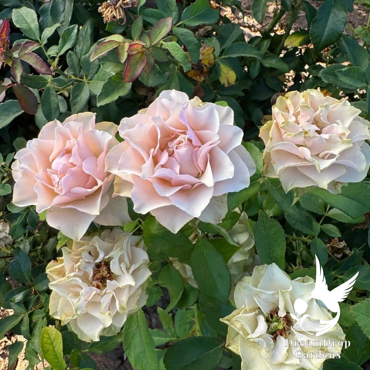 Rose - Bourbon Street — DreamDrop Gardens photo 1