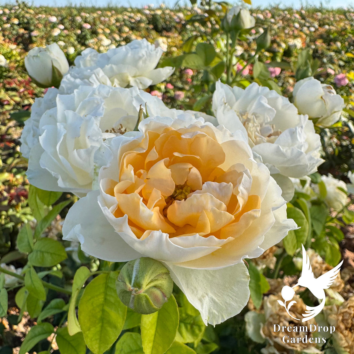 Rose - Emma Woodhouse — DreamDrop Gardens photo 1