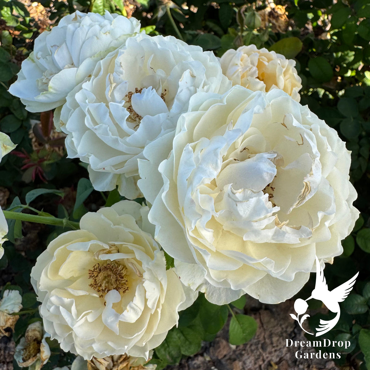 Rose - Emma Woodhouse — DreamDrop Gardens photo 2