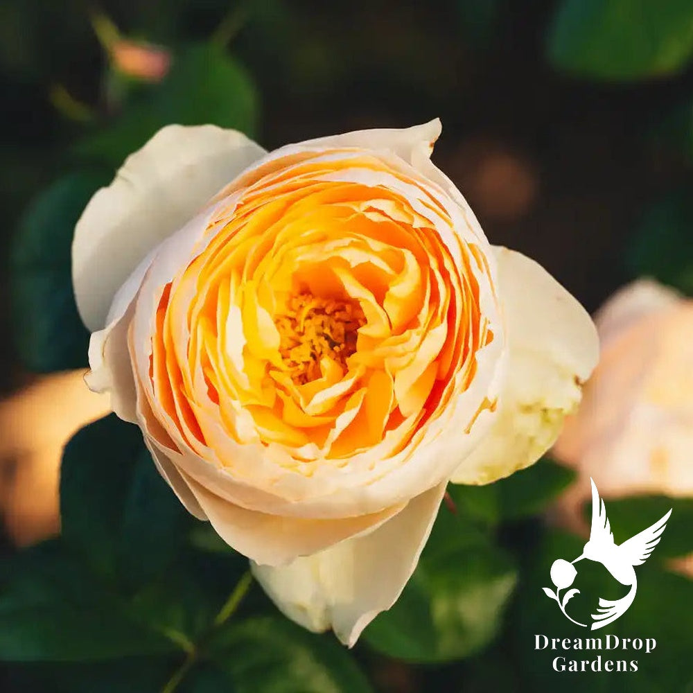 Rose - Emma Woodhouse — DreamDrop Gardens photo 3