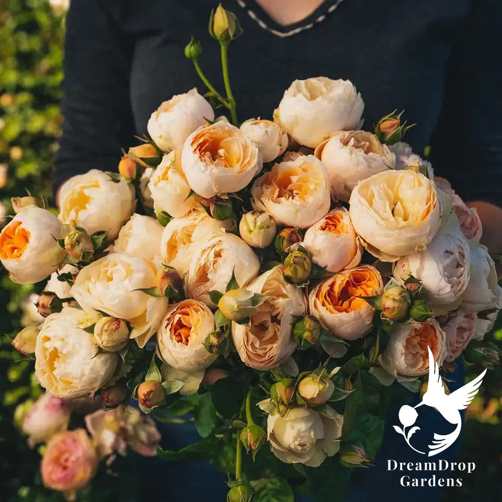 Rose - Emma Woodhouse — DreamDrop Gardens photo 4