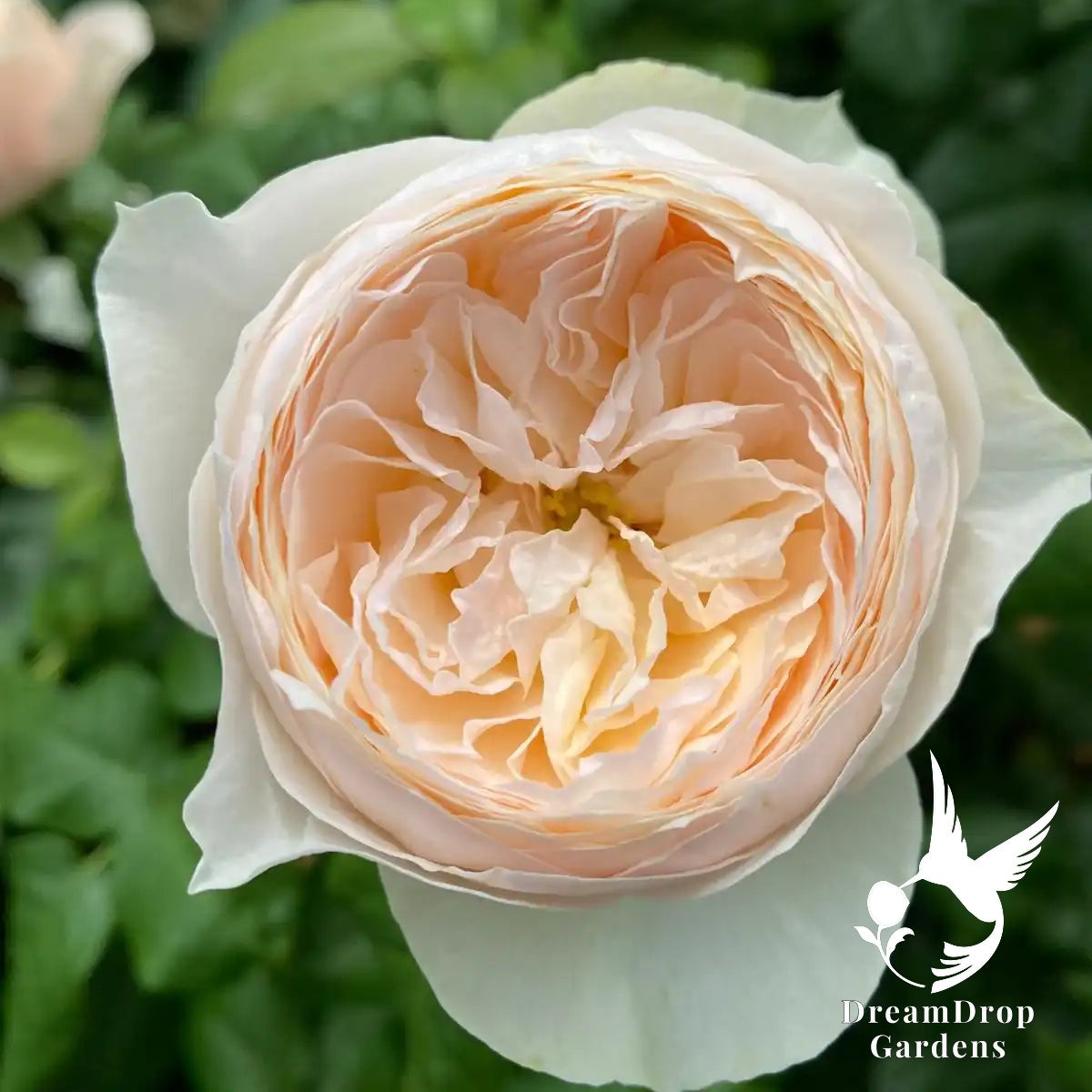 Rose - Emma Woodhouse — DreamDrop Gardens photo 5