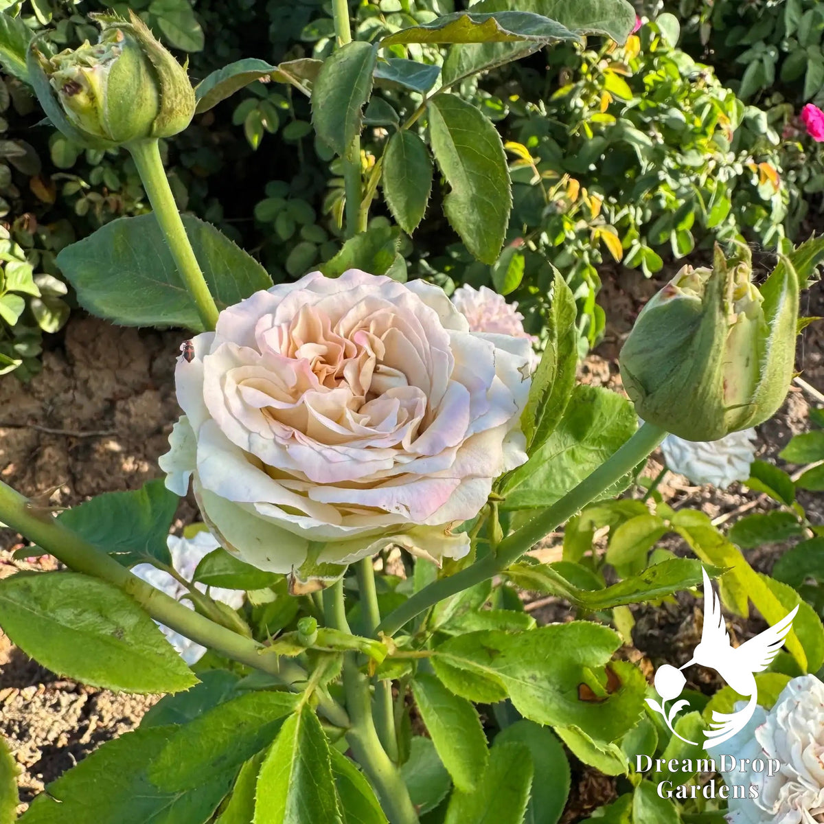 Rose - Westminster Abbey — DreamDrop Gardens photo 1