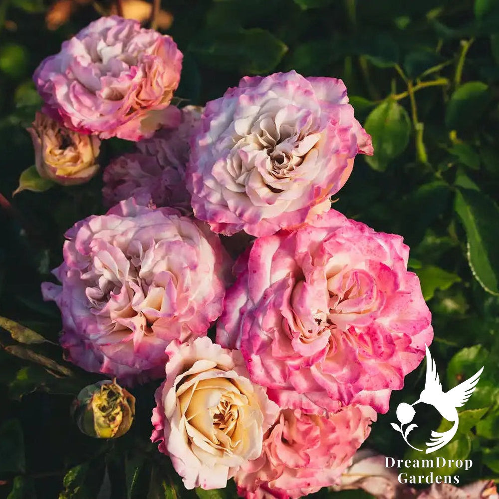 Rose - Westminster Abbey — DreamDrop Gardens photo 2