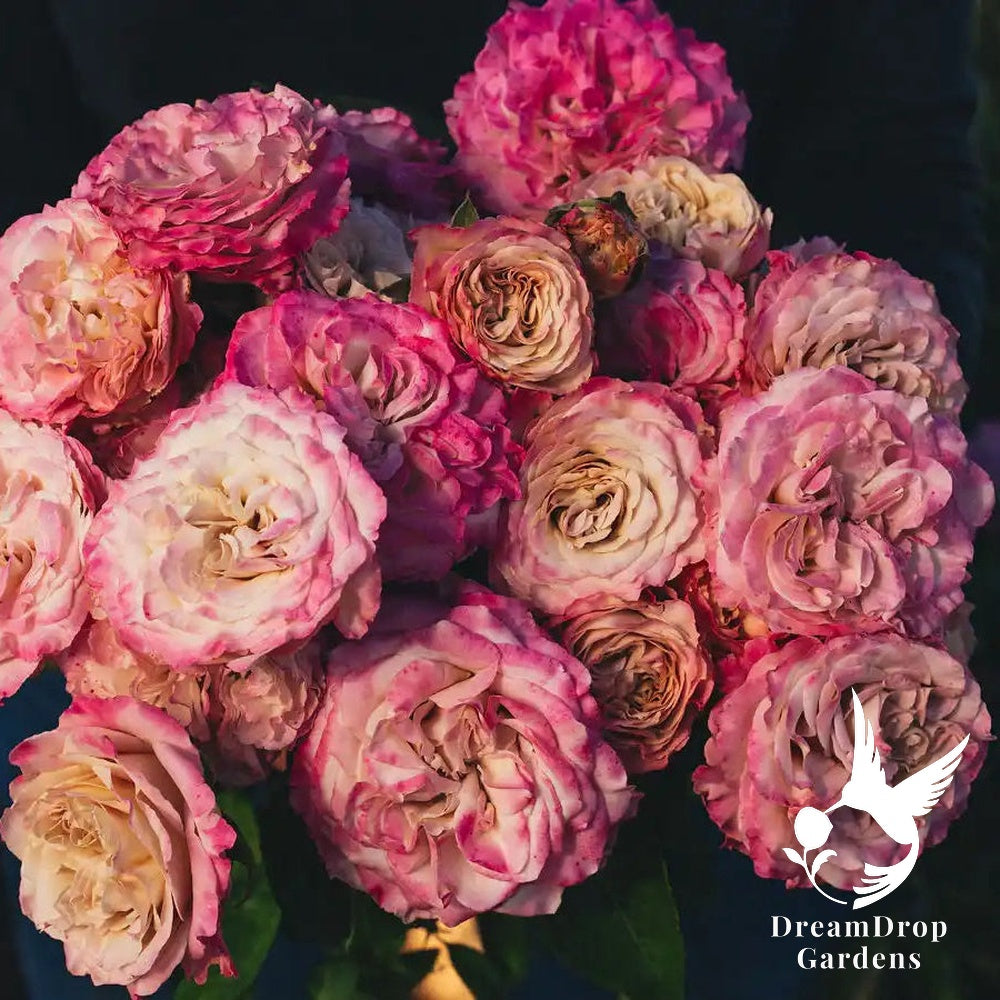 Rose - Westminster Abbey — DreamDrop Gardens photo 3
