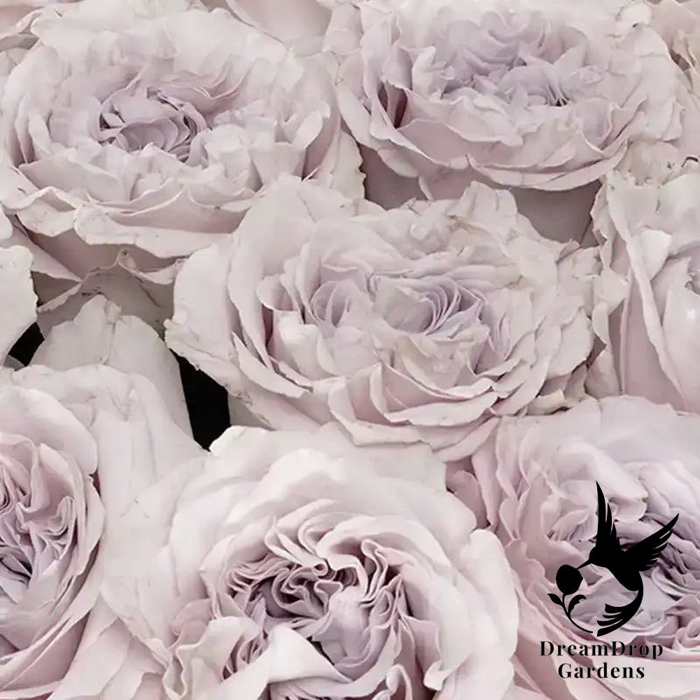 Rose - Westminster Abbey — DreamDrop Gardens photo 5