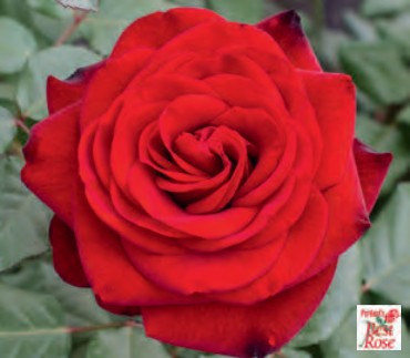 Rose - Forever Yours