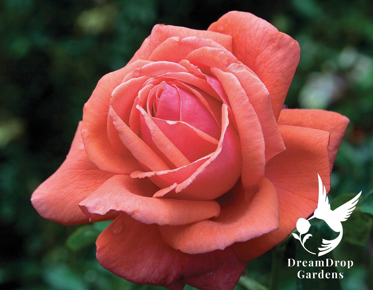 Rose - Fragrant Cloud — DreamDrop Gardens photo 14