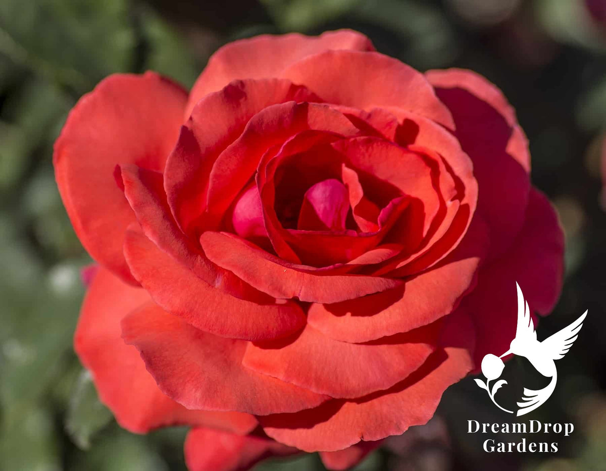 Rose - Fragrant Cloud — DreamDrop Gardens photo 15