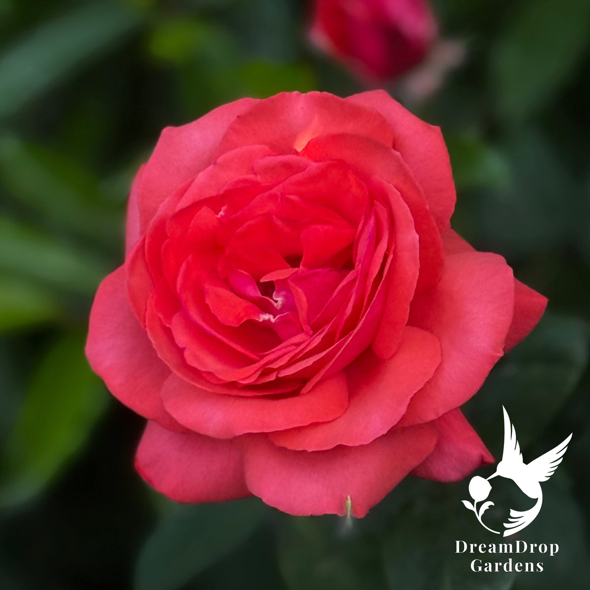 Rose - Fragrant Cloud — DreamDrop Gardens photo 3