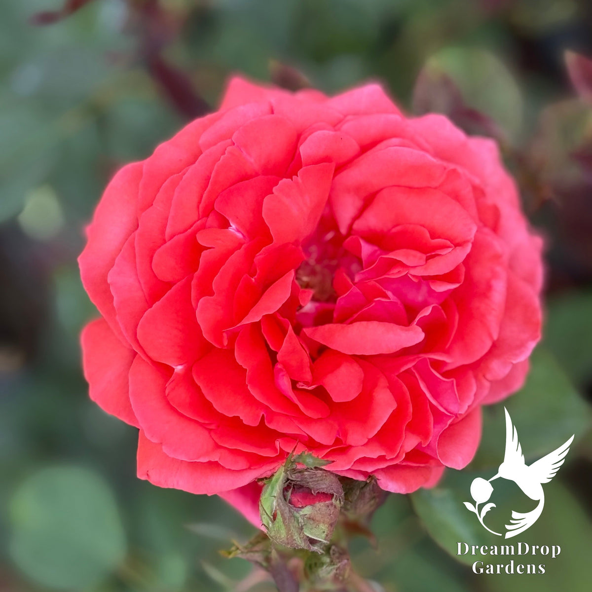 Rose - Fragrant Cloud — DreamDrop Gardens photo 4