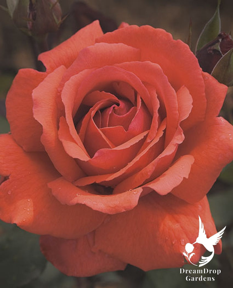 Rose - Fragrant Cloud — DreamDrop Gardens photo 2