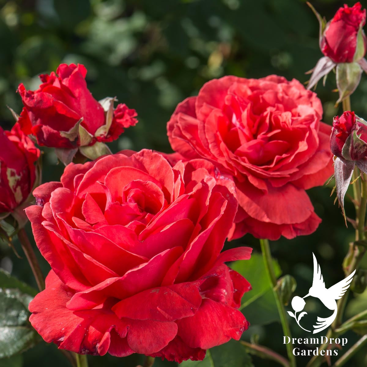 Rose - Fragrant Cloud — DreamDrop Gardens photo 3