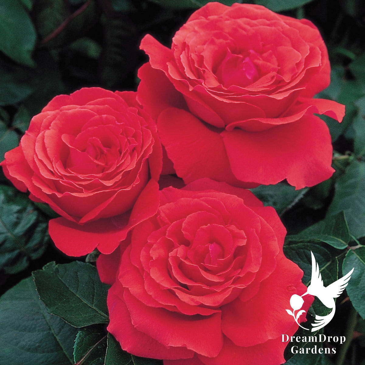 Rose - Fragrant Cloud — DreamDrop Gardens photo 4