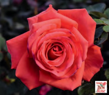 Rose - Fragrant Cloud