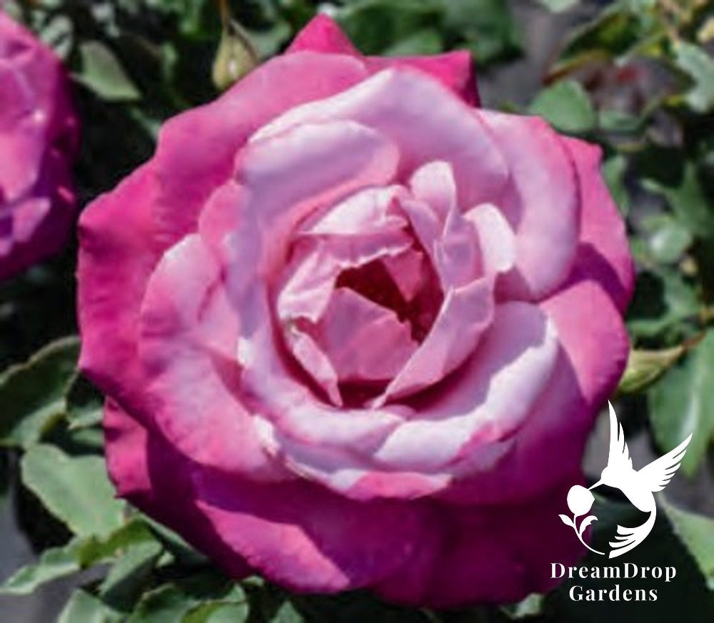 Rose - Fragrant Plum — DreamDrop Gardens photo 1