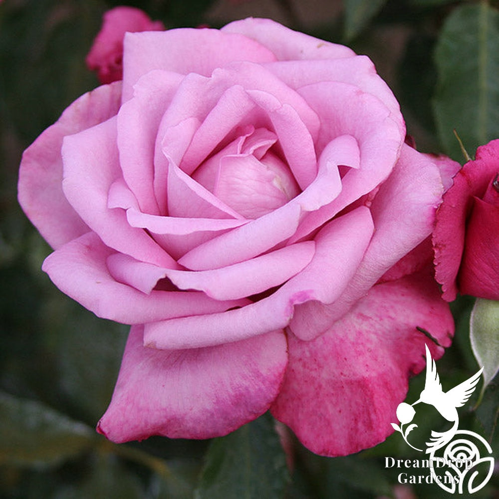 Rose - Fragrant Plum — DreamDrop Gardens photo 12