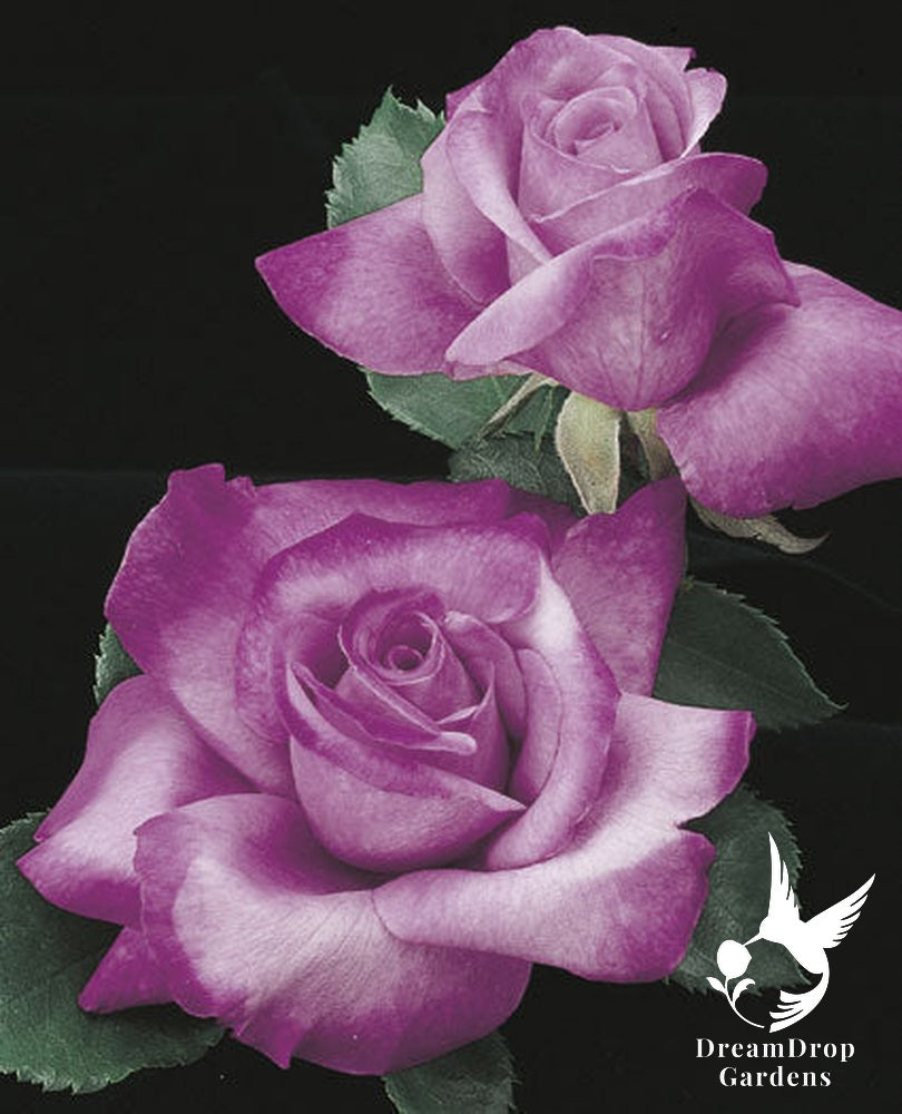 Rose - Fragrant Plum — DreamDrop Gardens photo 3