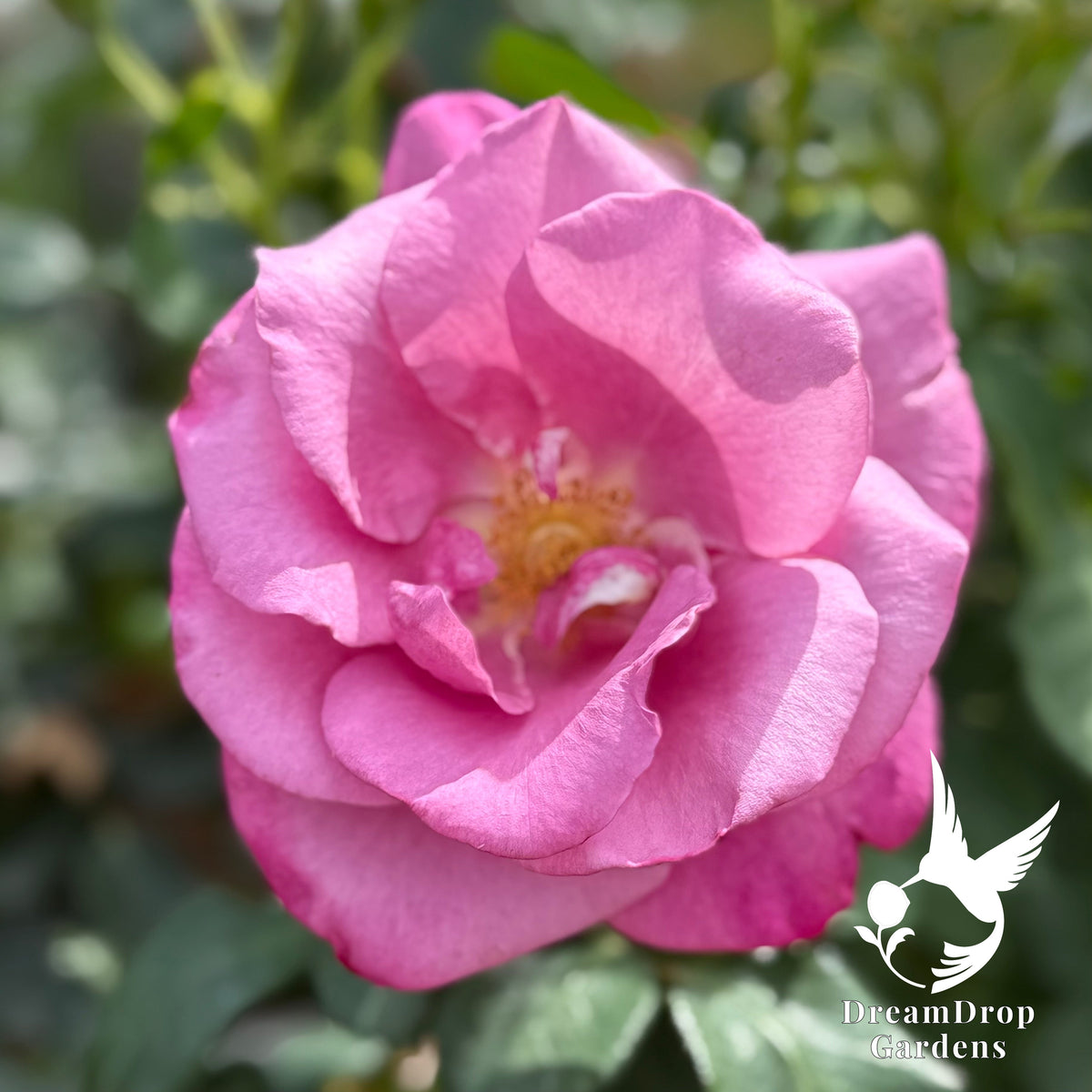 Rose - Fragrant Plum — DreamDrop Gardens photo 6
