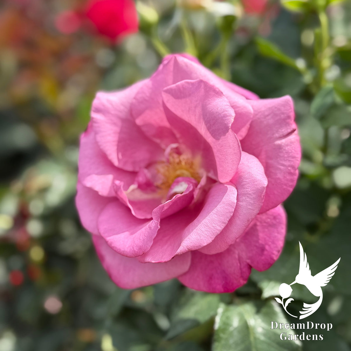 Rose - Fragrant Plum — DreamDrop Gardens photo 8